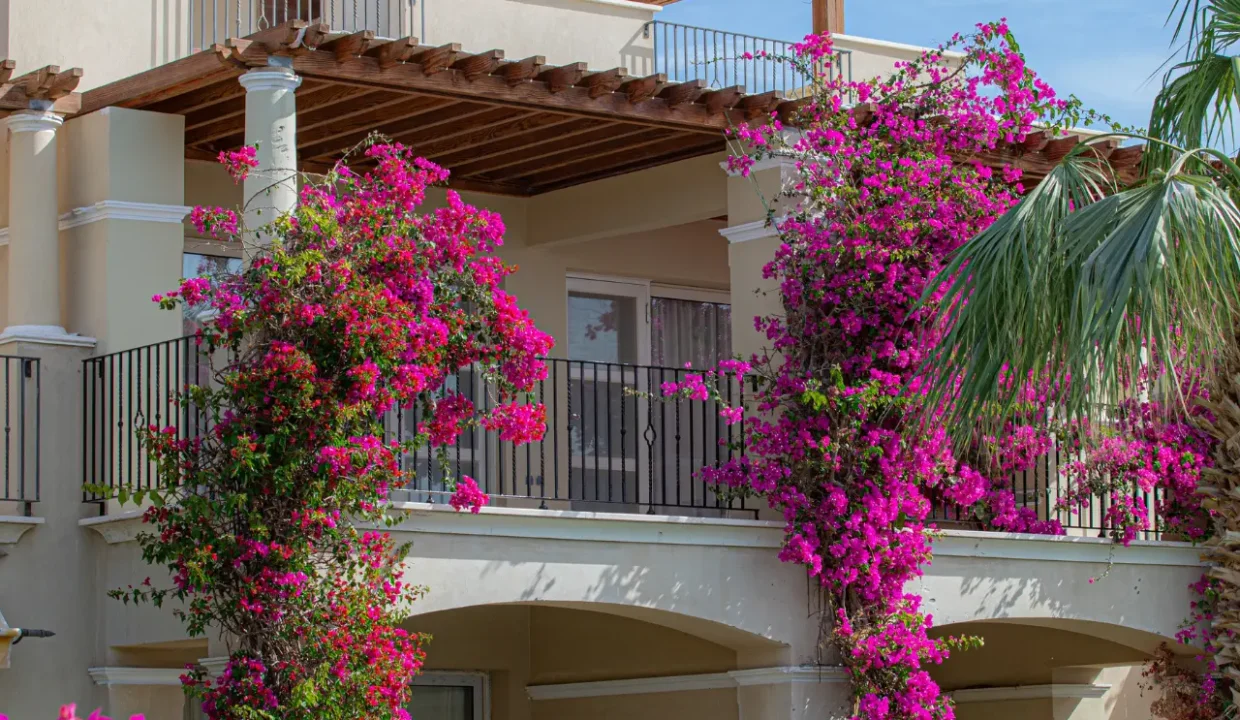 Studio for Daily Rent in Veranda - Image 8